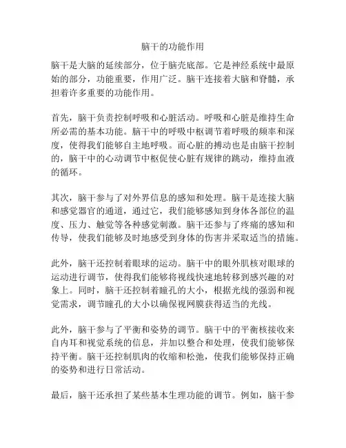 脑干的功能作用
