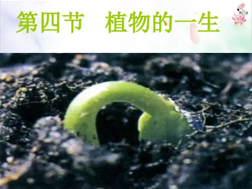 植物的一生第、课ppt 件