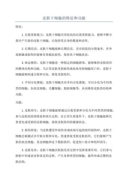 皮肤干细胞的特征和功能