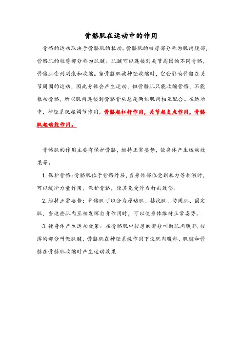 骨骼肌在运动中的作用