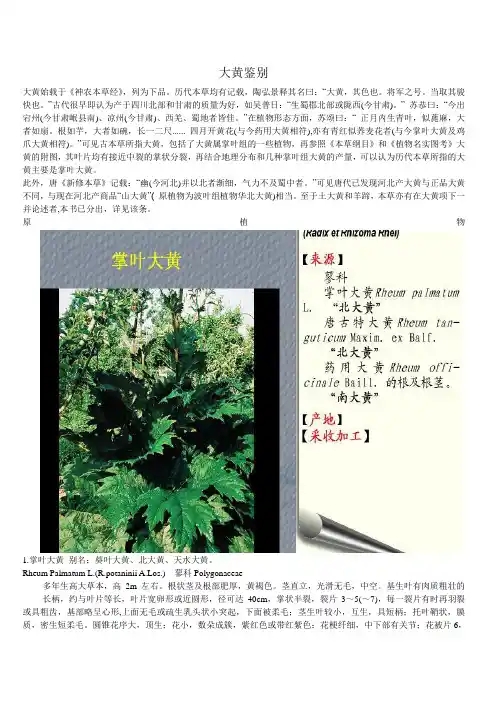 大黄鉴别大全