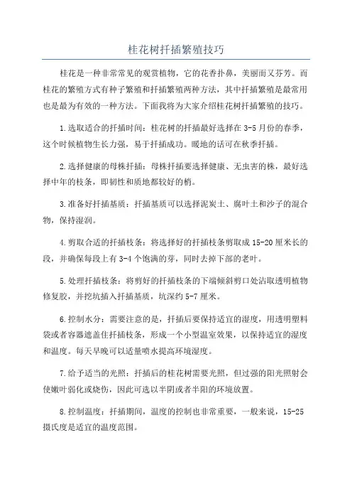桂花树扦插繁殖技巧