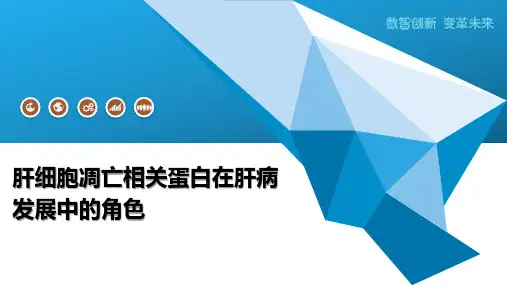 肝细胞凋亡相关蛋白在肝病发展中的角色