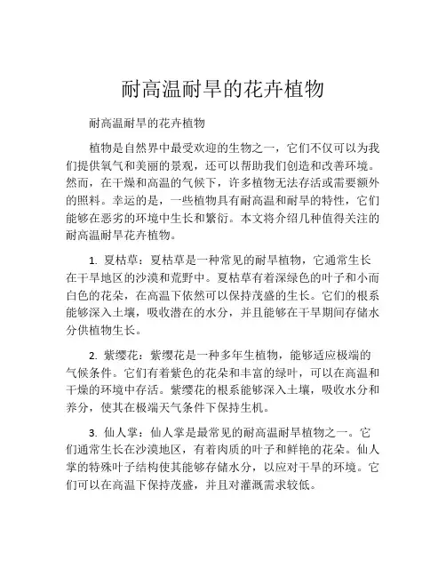 耐高温耐旱的花卉植物