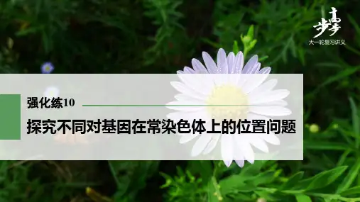 22版：强化练10　探究不同对基因在常染色体上的位置问题（步步高）