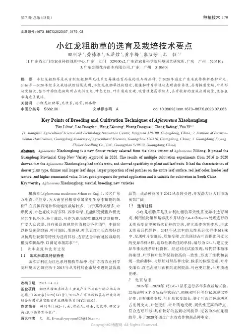 小红龙粗肋草的选育及栽培技术要点