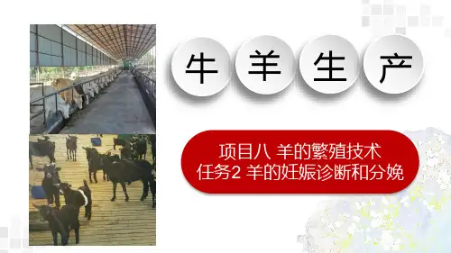 羊的妊娠诊断和分娩课件(共15张PPT)《牛羊生产》