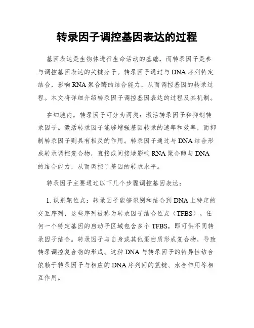 转录因子调控基因表达的过程