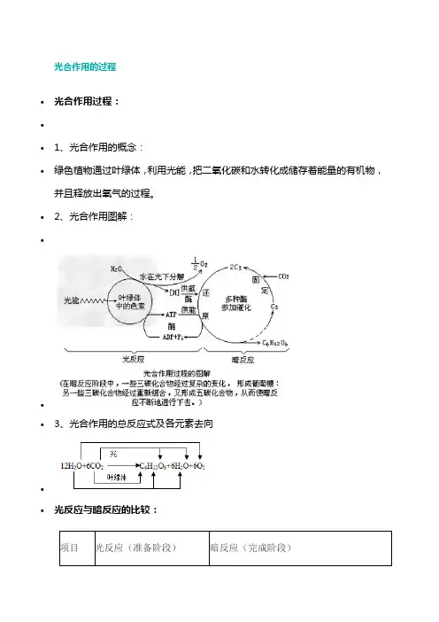 光合作用的过程