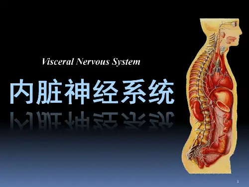 内脏神经