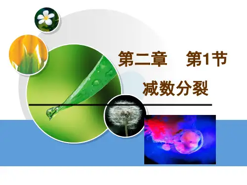 高中生物必修二第二章XYY2.1减数分裂