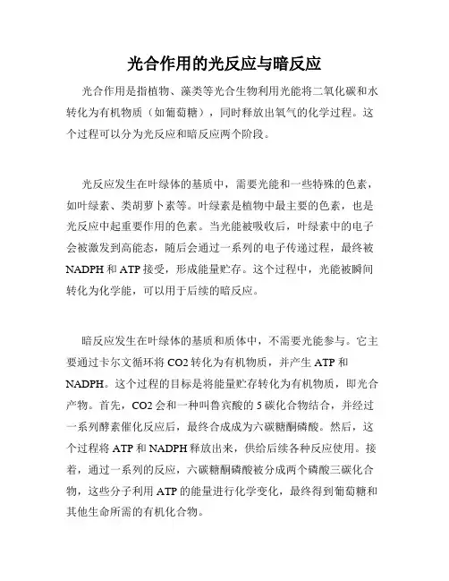 光合作用的光反应与暗反应