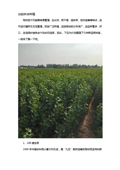 今年杨树苗新品种介绍