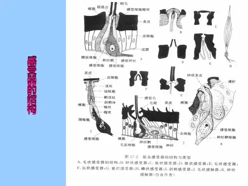第二十六章昆虫的感觉器官与信息素
