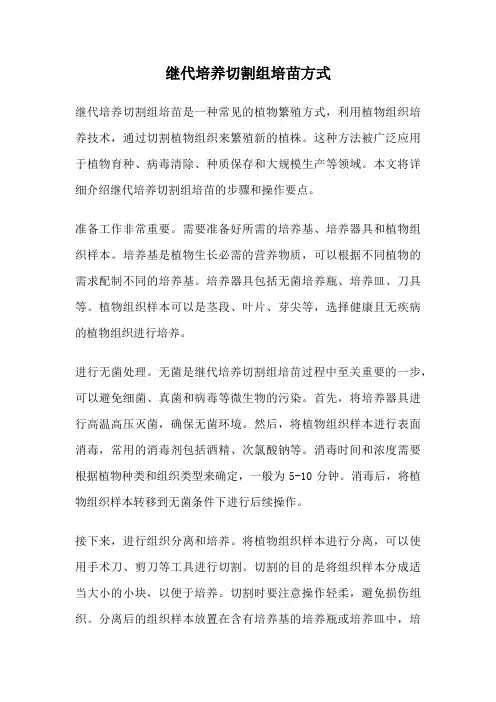 继代培养切割组培苗方式
