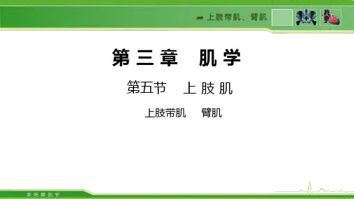 1716肌学上肢肌上肢带肌臂肌