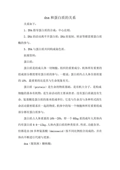 dna和蛋白质的关系