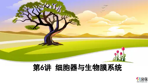 课件4：第6讲 细胞器与生物膜系统