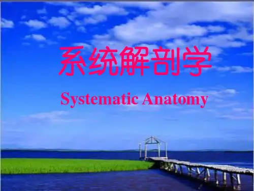 8中轴骨连结 PPT课件
