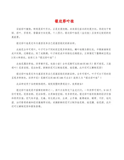 银边彩叶桂