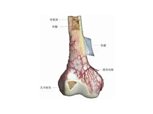 最全精美人体解剖学图谱ppt课件