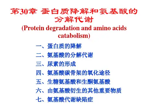 生物化学第30章蛋白质降解和氨基酸的分解代谢