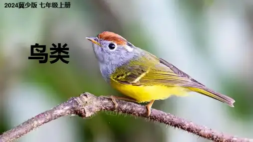2.1.4  脊椎动物(鸟类)课件-2024-2025学年冀少版生物七年级上册