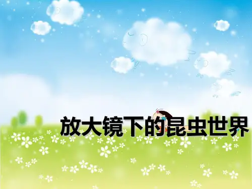 六年级科学下册_2放大镜下的昆虫世界教科版ppt(12张)标准课件