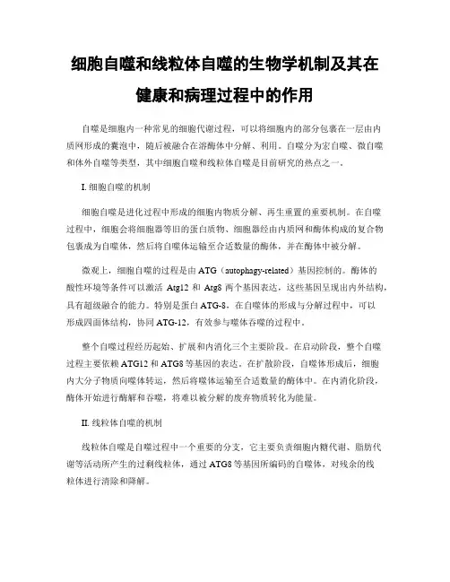细胞自噬和线粒体自噬的生物学机制及其在健康和病理过程中的作用