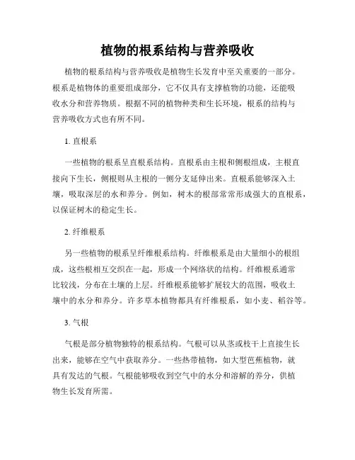 植物的根系结构与营养吸收