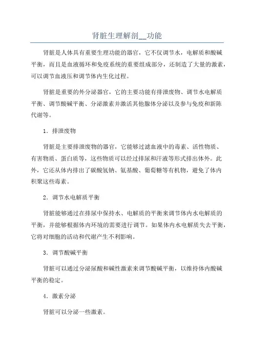 肾脏生理解剖__功能