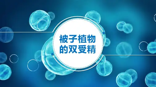 被子植物的双受精