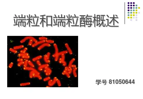 端粒和端粒酶概述