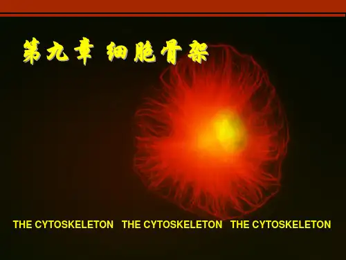细胞骨架 PPT课件
