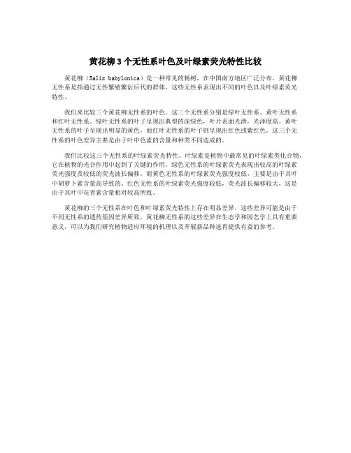 黄花柳3个无性系叶色及叶绿素荧光特性比较