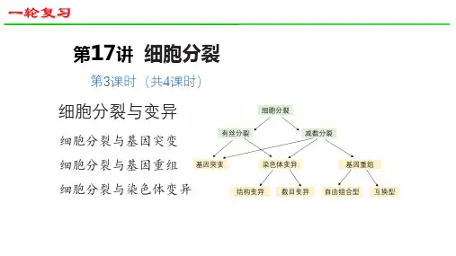 高三生物一轮复习课件32细胞分裂(第3课时)