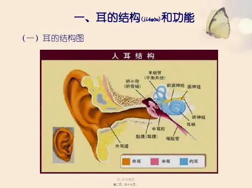耳-听觉器官课件