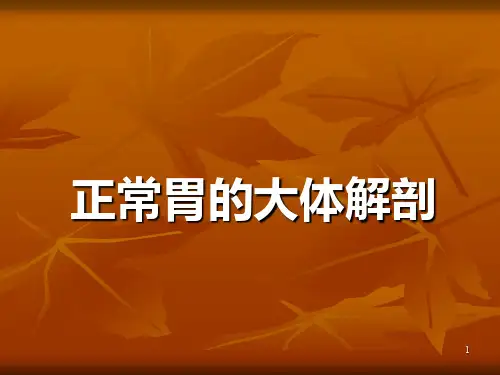 正常胃的大体解剖PPT课件
