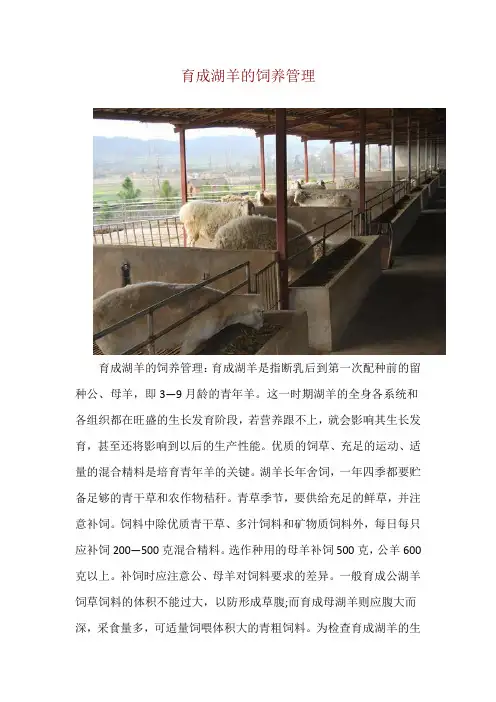 育成湖羊的饲养管理