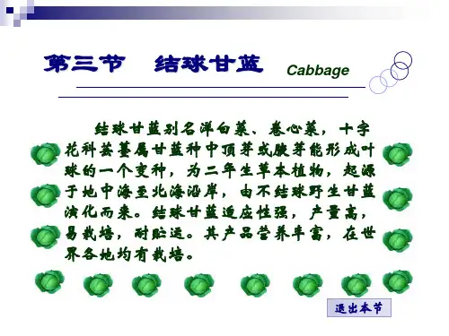  结球甘蓝