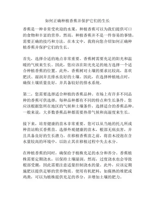 如何正确种植香蕉并保护它们的生长