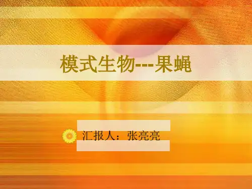 模式生物---果蝇