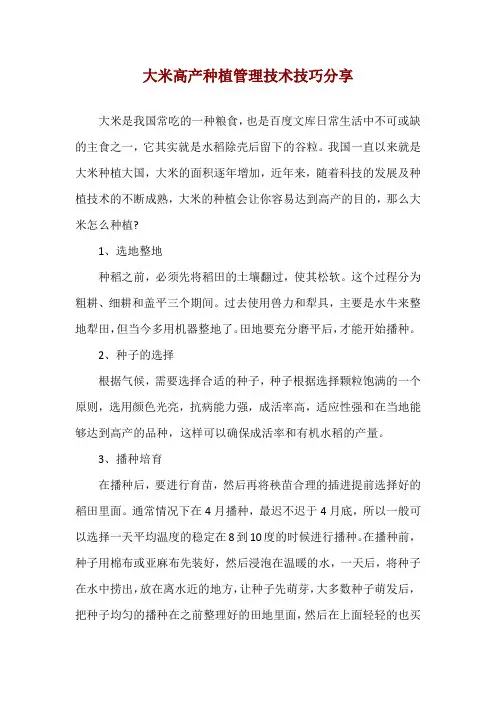 大米高产种植管理技术技巧分享