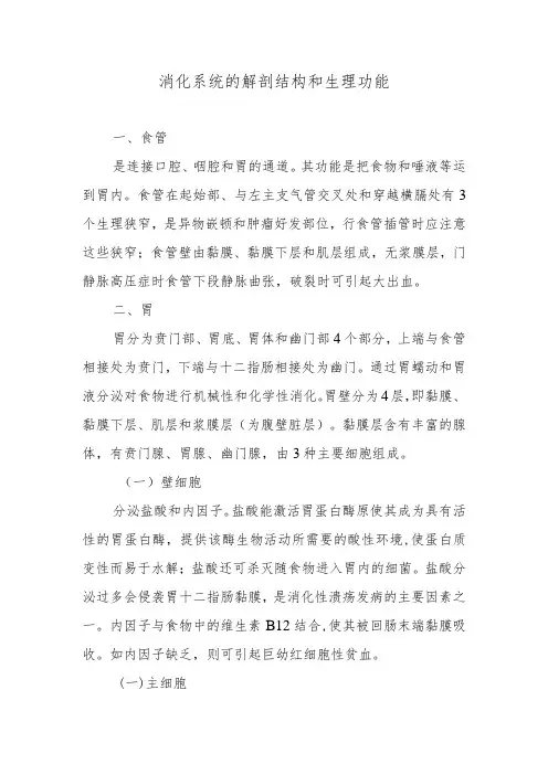消化系统的解剖结构和生理功能