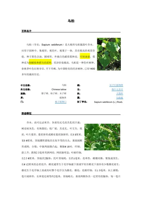 乌桕
