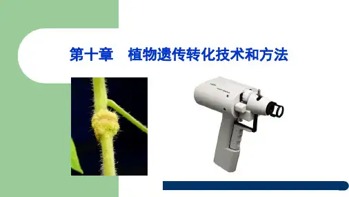植物生物技术：第十章  植物遗传转化技术和方法
