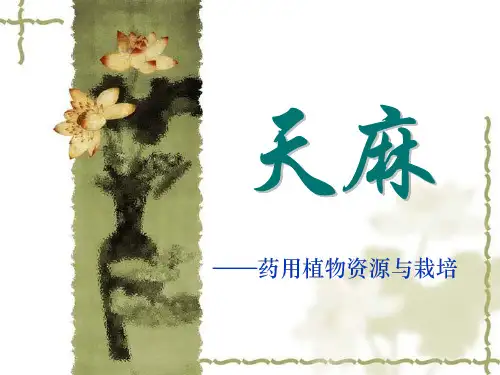 天麻