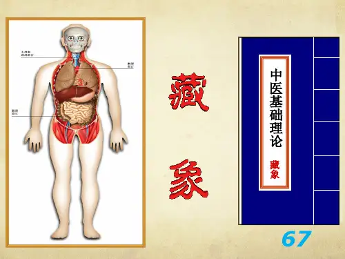中医基础理论藏象
