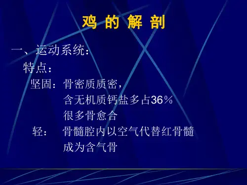鸡的组织,结构及解剖