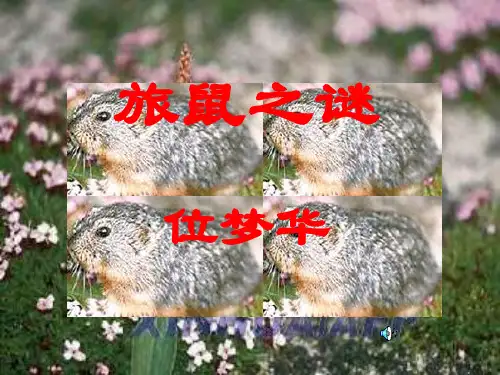七级语文旅鼠之谜课件 鲁教(通用)